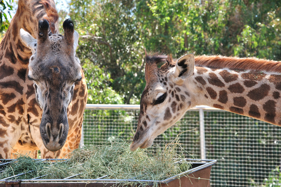 San Diego Zoo - April 2012